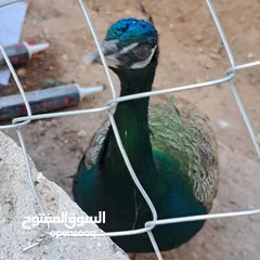  7 ذكر طاوؤس هندي للبيع