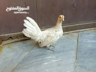  3 دجاجه زينه سيراما