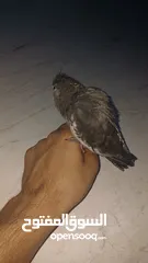  3 اليف ويسمع الكلام الطير الكوكتيل يفضل شراءه انهو ممتع