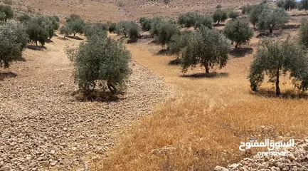  1 أراضي زراعية بمساحات مختلفة بالقرب من بيرين