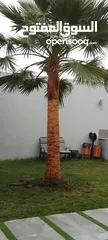  2 نخيل / نخلتين كبار  للزينة