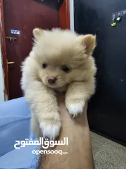  2 purebreed pomeranian female puppy  جرو بوميرانيان أصيل أنثى