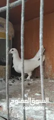  11 حمام مشكل عند صورهن