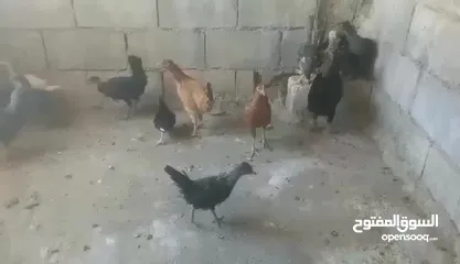  5 دجاج بلدي نخب اول للبيع