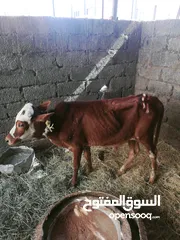  1 عجل تهجين عمره سنه