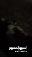  8 جراء عدد 2 . زينه شهر ونص شوف الوصف  الاثنين ذكور لولو البيتز لولو فوكس