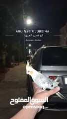  8 جوز كوكتيل ذكر وانثى اليفات جدا والذكر صوته بجنن وشو ما بتسمعه بتعلم الصوت او الاغنيه.