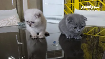  4 Scottish fold kitten male and female  2 month old