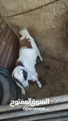  2 جدي عمرو سته اشهر