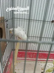  3 جوز هوغو رومو البينو عين حمرا للبيع صحه مع فرخ