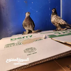  3 جوز اوزبك لون مميز