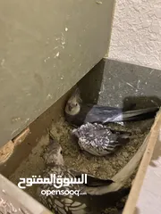  3 جوز كوكتيل وايت فيس