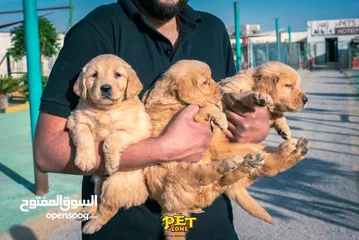 1 ذكور واناث جولدن ريتريفر