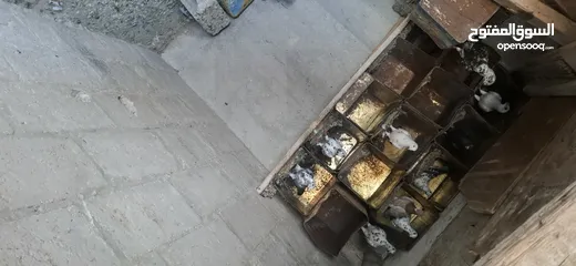  4 حمام للبيع كشمري  وبلدي  وبوز