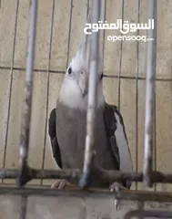  9 متاح في السلط