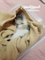  1 قط رضيع حديث الولادة للتبني