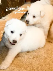  4 Pure white German shepherd puppies يراوه بيور وايت جيرمن