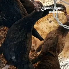  6 فراخ للبيع السلط