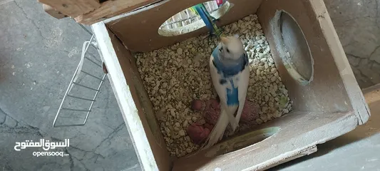  3 للبيع جوز حب بحاله ممتازه