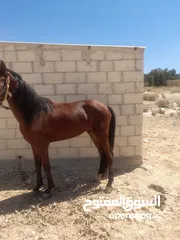  7 حصان للبيع