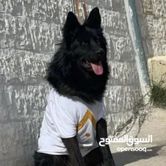  1 كلب جيرمن رويل بلاك نخب