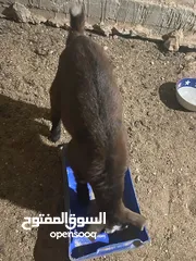  5 عنز شامية نخب للبيع معها جدي
