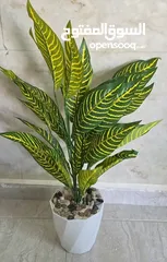  2 اشجار زينه