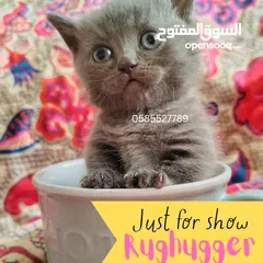  2 Munchkin kittens available by European breeder in Dubai