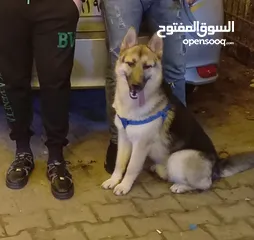  1 كلب جرمين للبيع 6شهور