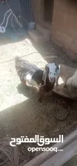  2 ماعز للبيع