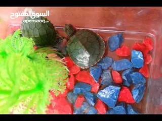 18 سلحفاه سلاحف برمائيه مائيه  بيبي سلحفاة الزينه الامازوني