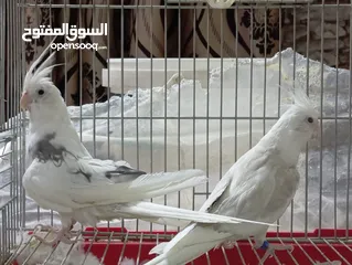  6 كوكتيل فالو وايت فيس