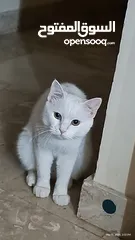  1 Turkish angora mix breed cat for adoption