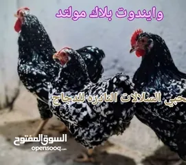  16 بيض مخصب و صيصان لسلالات دجاج نادره على مستوى العالم