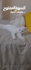  1 قطط لتبني ذكر وانثى عمر شهرين ونص