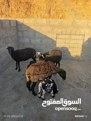  3 مراضيع للبيع وجعد للبيع