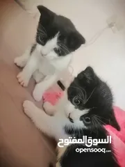  1 قطط عربية لتبني يعني مجانا