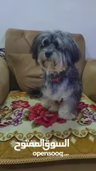  2 Dog havanese كلب هافانيز