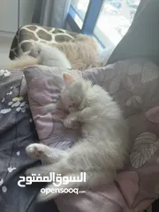  1 Persian Cat
