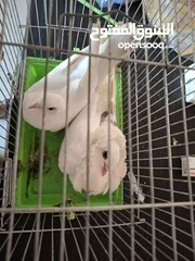  4 جوز حمام ملوكي للبيع
