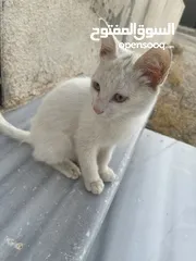  5 قطط للبيع جميله
