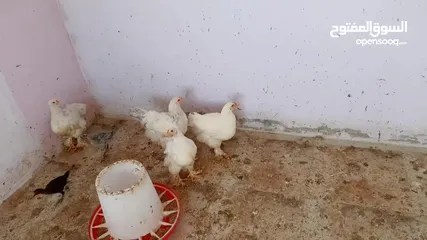  12 فرخات. براهمي . مشكل   في بف وفي بلاك     فرخات. ما شاء الله