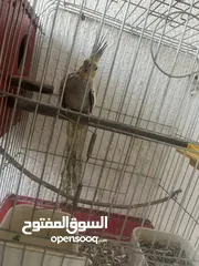  4 جوز كوكتيل ازيبلا تحتو فرخ للبيع