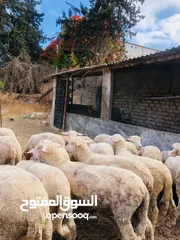  7 بيع جميع الانواع الاغنام