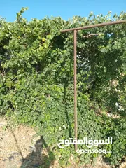  3 دالية دوالي للبيع بسعر 60 دينارر عمرها ما يقارب 12 سنه او اكثر موجوده في اربد حواره طريق الرمثا