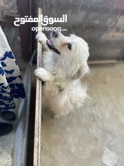  1 كلب لطيف للبيع بسعر ممتاز