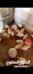  1 صوص حبش ابيض هولندي جامبو