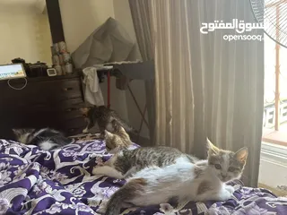  4 القطط الحرة