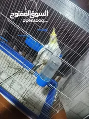  5 طائر كوكتيل للبيع بسعر مغري ... معه كامل اغراضو من قفص واكل