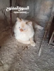  2 قطاط شرزي متوفر لدنا